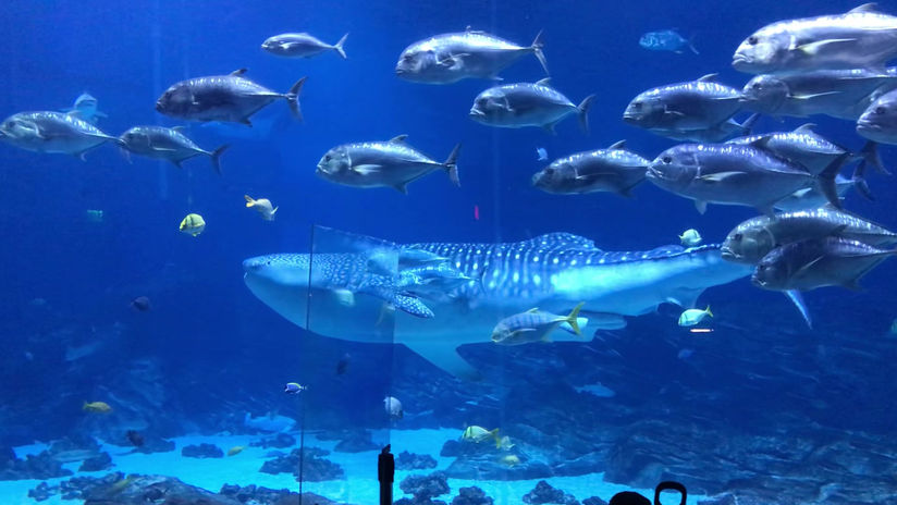 Aquarium Atlanta - Grand bassin